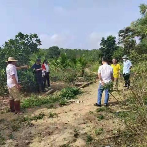 三门坡镇龙湾复垦项目工作日报（4月15日）