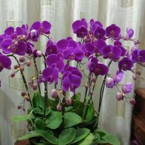 喜欢紫色的女人