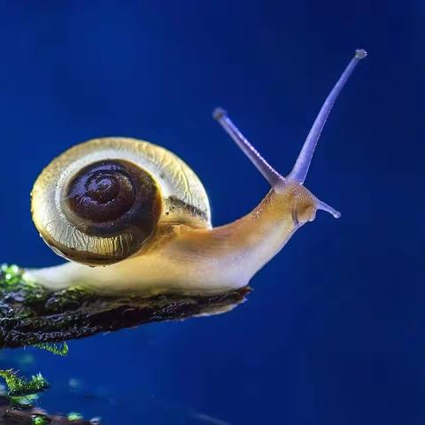 《蜗牛🐌城堡》