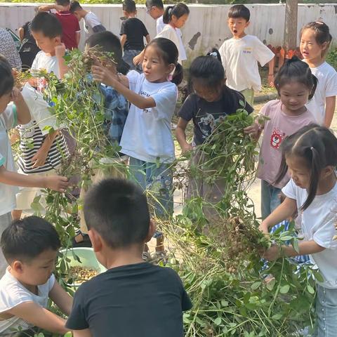 丰收之季，幼遇花生🥜民权县第一实验幼儿园大十一班