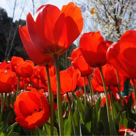 玉碗盛来琥珀光一一摄于邵武卫闽镇20180311