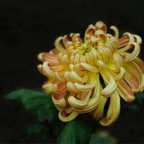 秋菊一一摄于玉屏山公园20181109