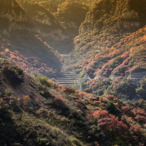 太行深处赏红叶