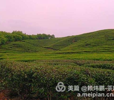 青年人要立志多喝茶，少喝可乐！