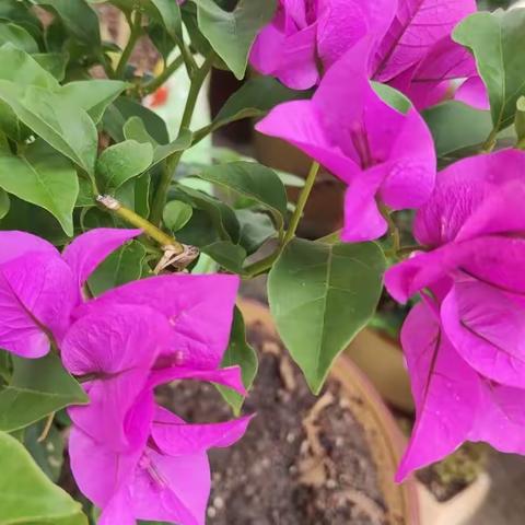 雨后的花🌸草🌿给人带来丝丝凉爽——炎炎酷暑，人心静自然凉。