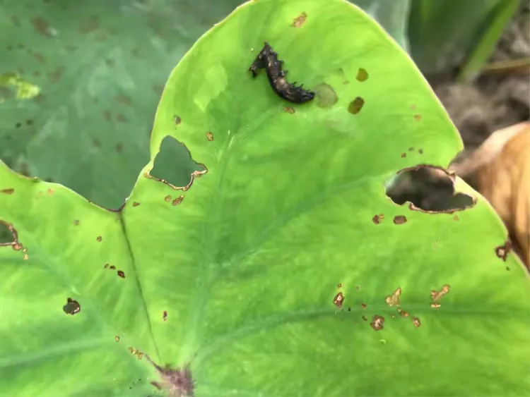 乳源县桂头镇老均村大芋头斜纹夜蛾虫,卵示范