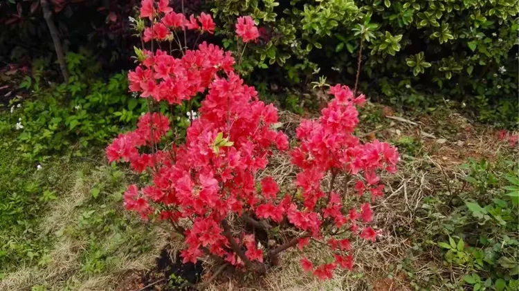 紫玉兰树的种植方法视频教程