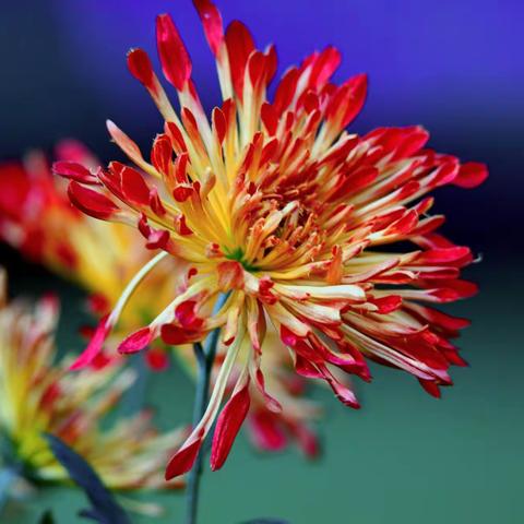 东篱菊霜秋亦浓