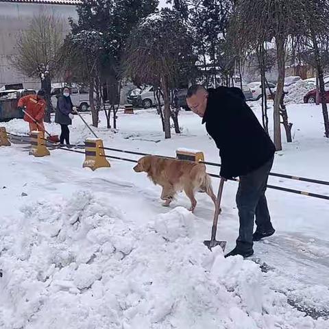 新添堡村清理积雪