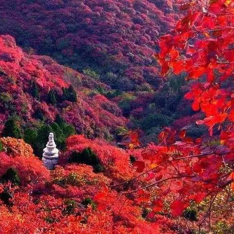 【漫山红叶】临朐石门坊赏红叶一日游