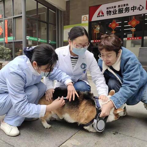 唐沣社区开展春季狂犬疫苗免费注射服务进社区活动