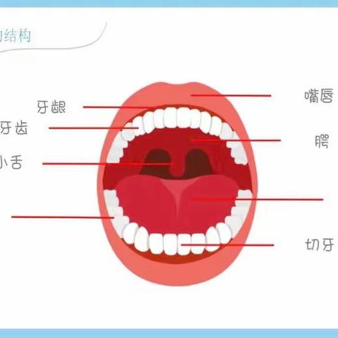 爱护牙齿🦷从小做起 曙光幼儿园海豚班爱牙活动