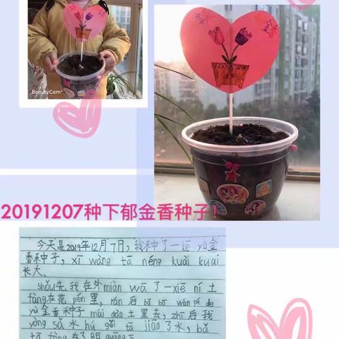 我和我的郁金香🌷🌷🌷