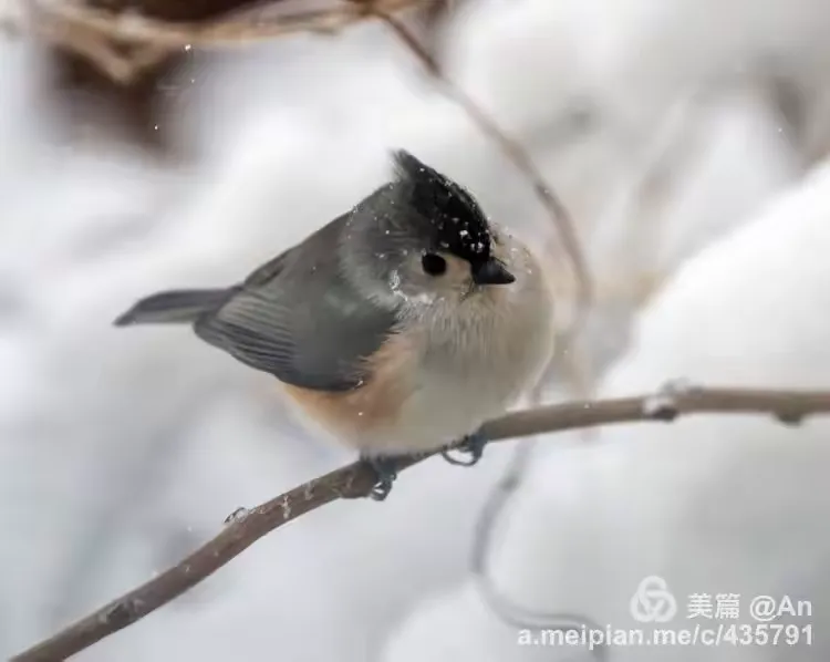 美洲凤头山雀（Tufted Titmouse）