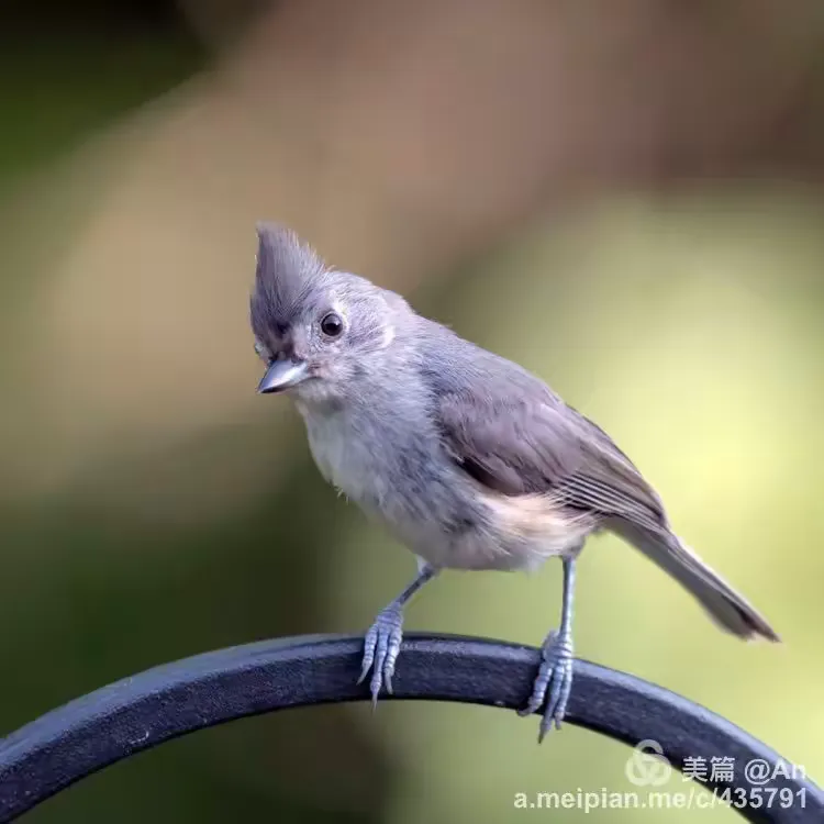 美洲凤头山雀（Tufted Titmouse）