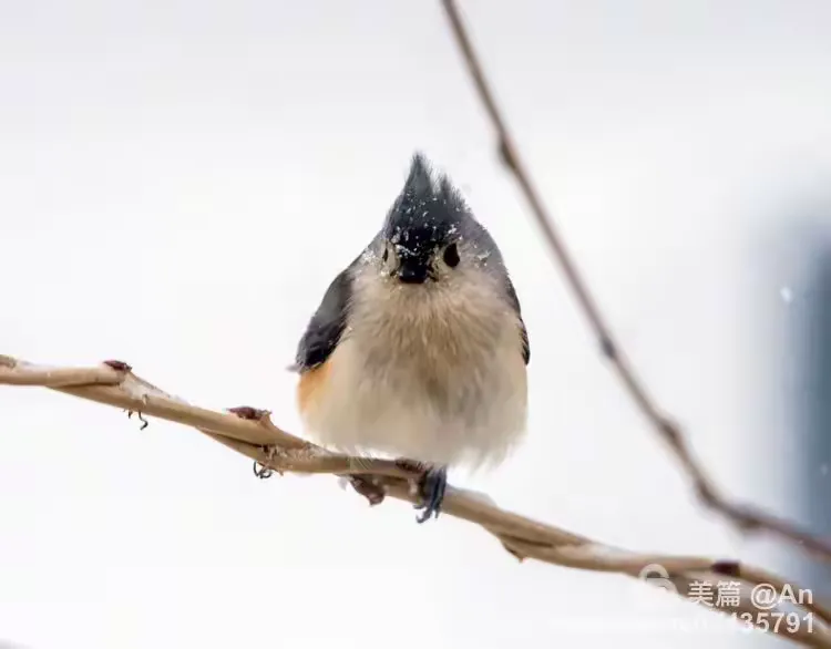 雀圖49 人類圖19-49通道：瀟灑、慷慨與偷偷流下的兩滴淚- 歧路森林的