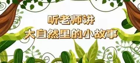 听老师讲大自然里的小故事——《大象的旅程》