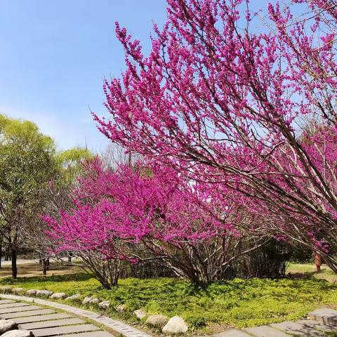 聚焦双优课堂，展风采促成长——香山街小学举行“老带新”骨干教师优质课展示活动