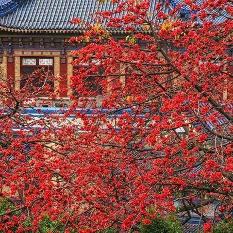 七絕    紅棉花開十首