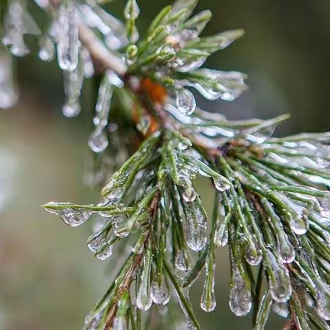 大雪·岁暮天寒 暖趣常伴