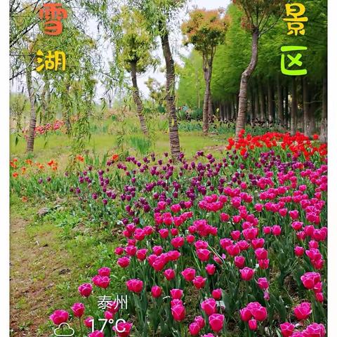 凤.兰闲逛秋雪湖