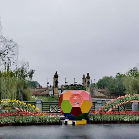 细雨绵绵赏荷兰花海