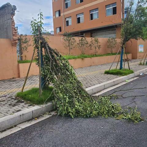 【仰义中队】“烟花”折树，执法来助