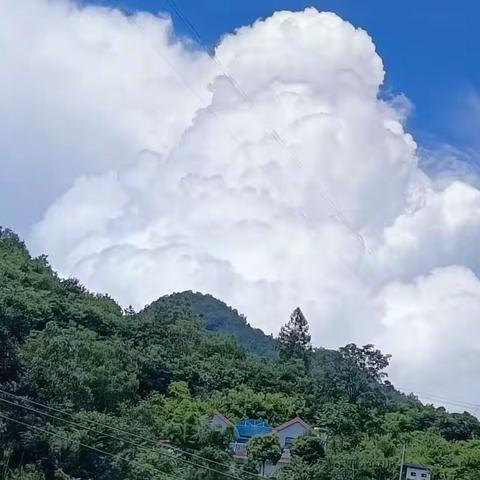 多肉成长日记——镇安县第三小学三年级八班 姜慕岩