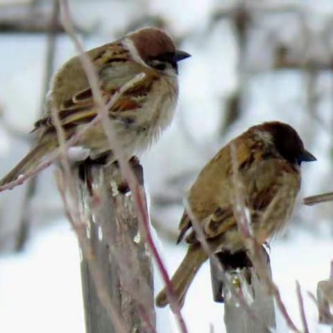 我镜头中的那些鸟……