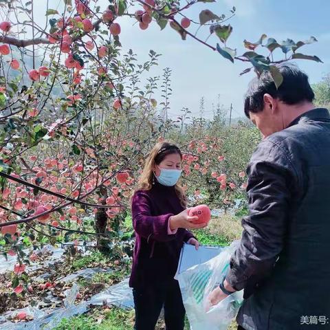 【灵宝农业】质检站深入寺河乡对苹果追溯企业进行样品采集