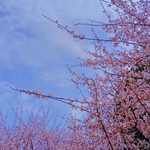 人间三月芳菲始，不负春光巴蜀行——琼海市嘉积第二中学巴蜀云校远端教师团队赴渝学习纪实