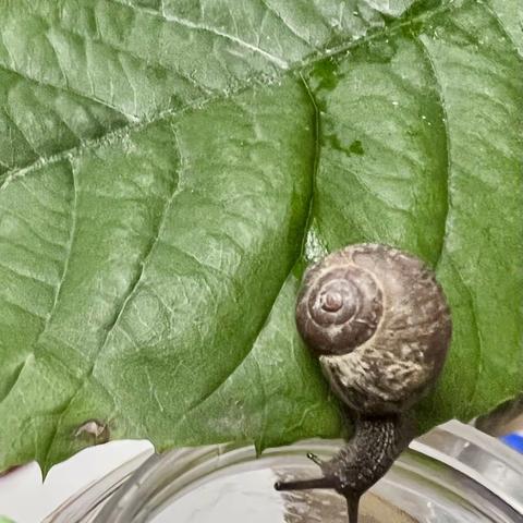 我的蜗牛🐌朋友