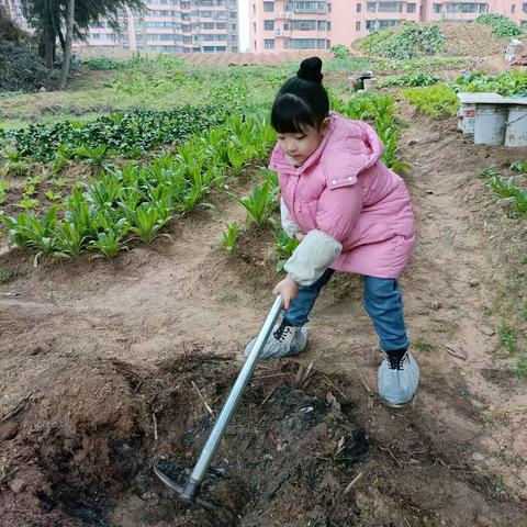 户外劳动实践～种土豆