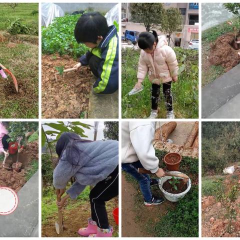 春光无限好 植树最当时———普迹完小植树节活动