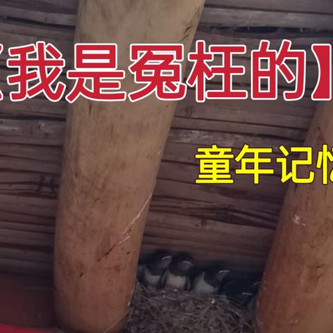 【童年记忆:我是冤枉的】随笔