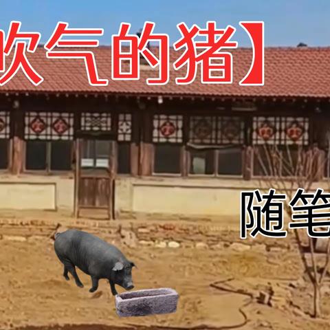 【吹气的猪】随笔