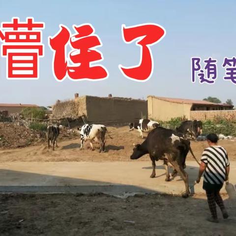 【懵住了】随笔