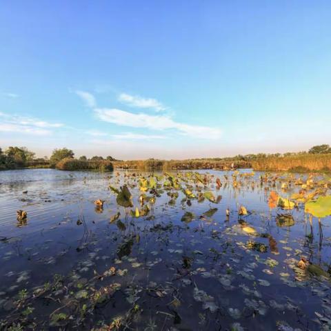 夕阳下的西溪湿地