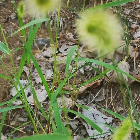 儿子是人家的，女儿是自家？