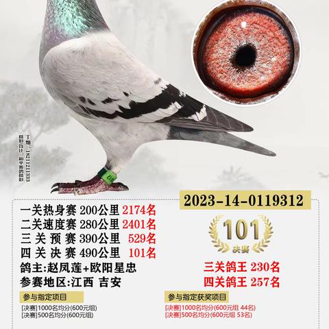 2023年海峡赛鸽公棚决赛获奖101-200名