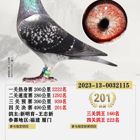 2023年海峡赛鸽公棚决赛获奖201-300名