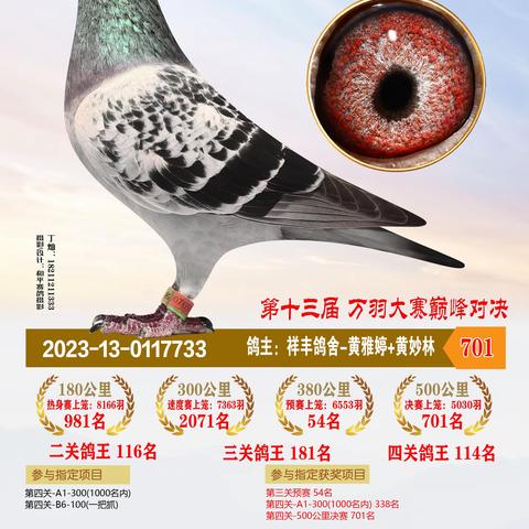2023年恒通赛鸽公棚决赛获奖701-800名