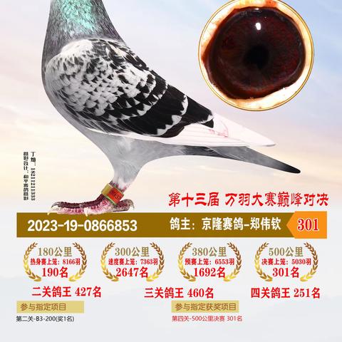 2023年恒通赛鸽公棚决赛获奖301-400名