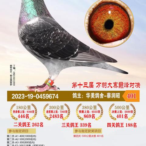 2023年恒通赛鸽公棚决赛获奖401-500名