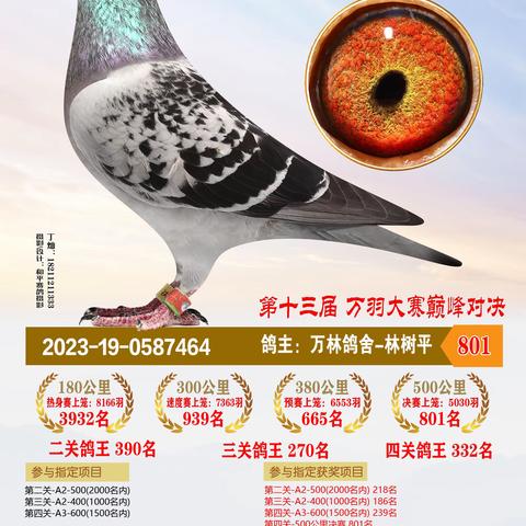 2023年恒通赛鸽公棚决赛获奖801-900名