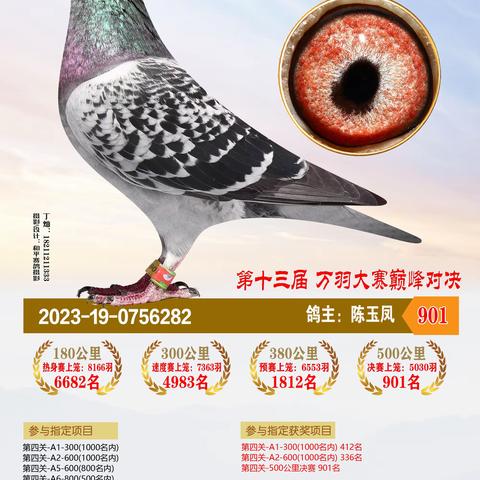 2023年恒通赛鸽公棚决赛获奖901-1000名