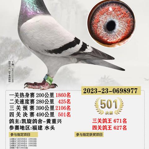 2023年海峡赛鸽公棚决赛获奖501-600名