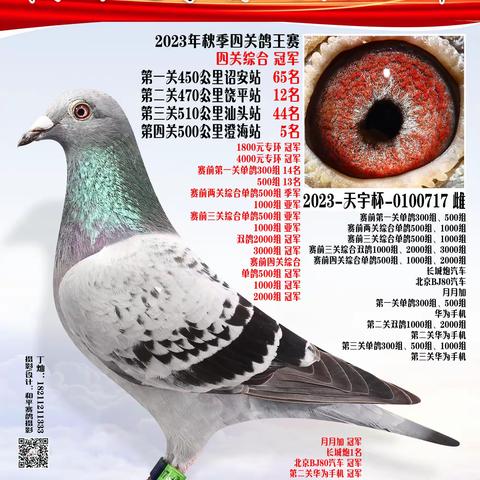 2023年秋季霞浦天宇赛鸽俱乐部四关综合1-137名