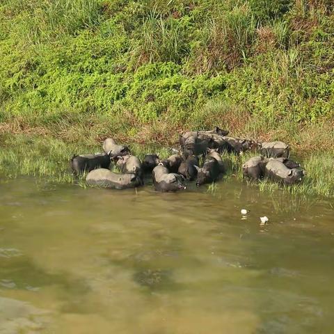 天然放养的黑猪、鸡、鸭、青蟹和天然大海灌溉回鱼塘里野生的海鱼