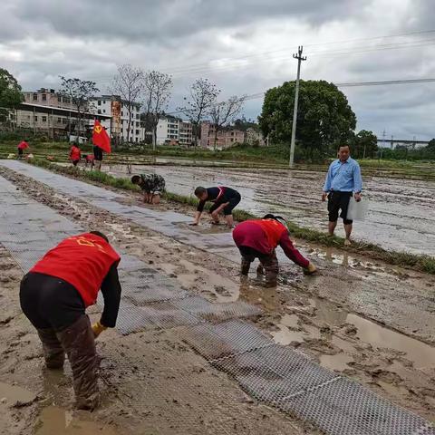 永红村新时代文明实践站开展春耕生产育秧活动